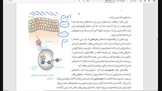 ایمنی گفتاردوم ،بخش اول