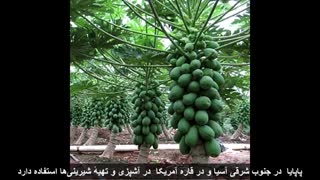درآمد میلیاردی با گلخانه پاپایا