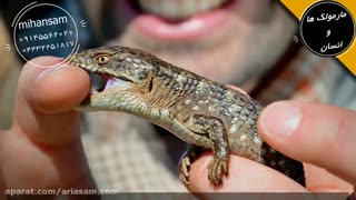 آیا مارمولک ها گاز می گیرند؟ | سم خارجی برای دفع مارمولک