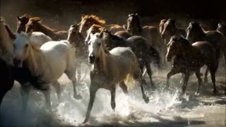 کلیپ  بینهایت زیبای (اسب های وحشی)