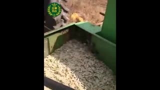 بذرگیری کدو تنبل