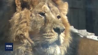 حال «هیرمان» در باغ‌وحش اِرم خوب نیست