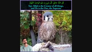 ثابت ماندن عجیب سر قوش هنگام حرکت بدن