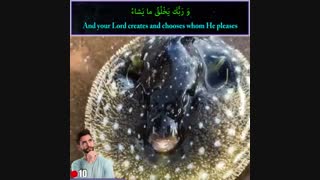 انعطاف عجیب و عملکرد هوشمندانه‌ی بدن یک حیوان دریایی