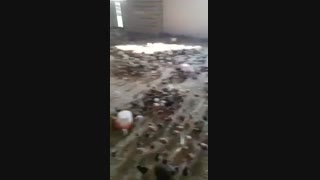 جوجه 10 روزه بومی