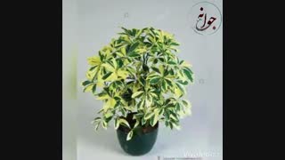 نکات  مهم در مورد شرایط نگهداری شفلرا