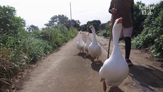 چهار غاز وفادار در نگهبانی برای مادربزرگ