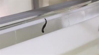 سیستم جلوگیری از فرار زالو ها |صنعت زالو ایران